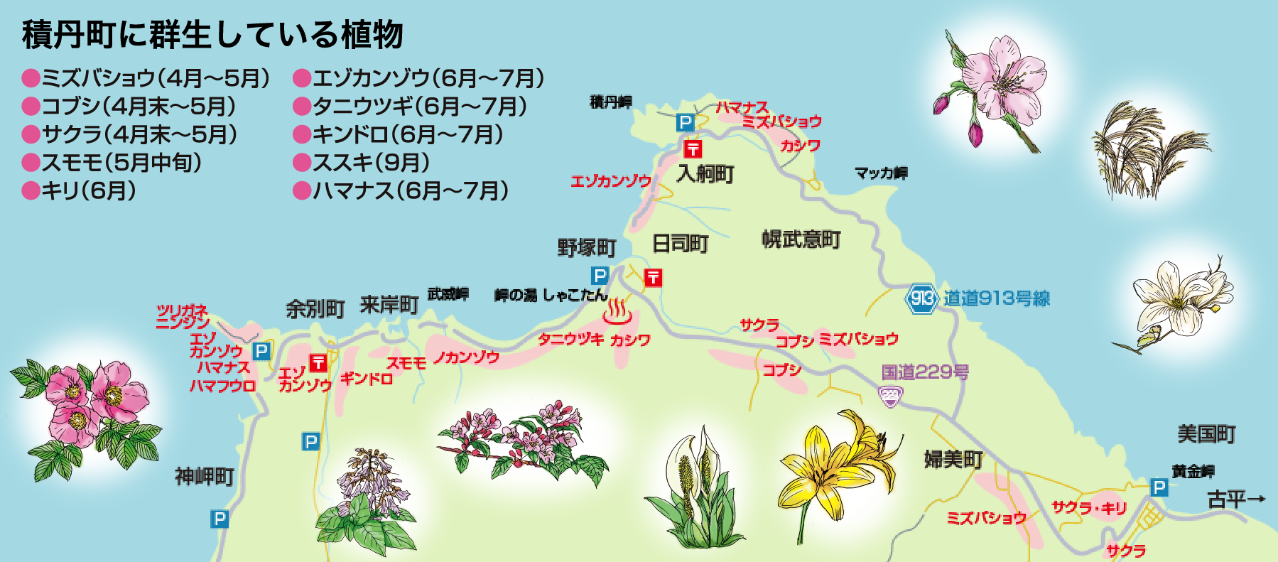 積丹の草花マップ