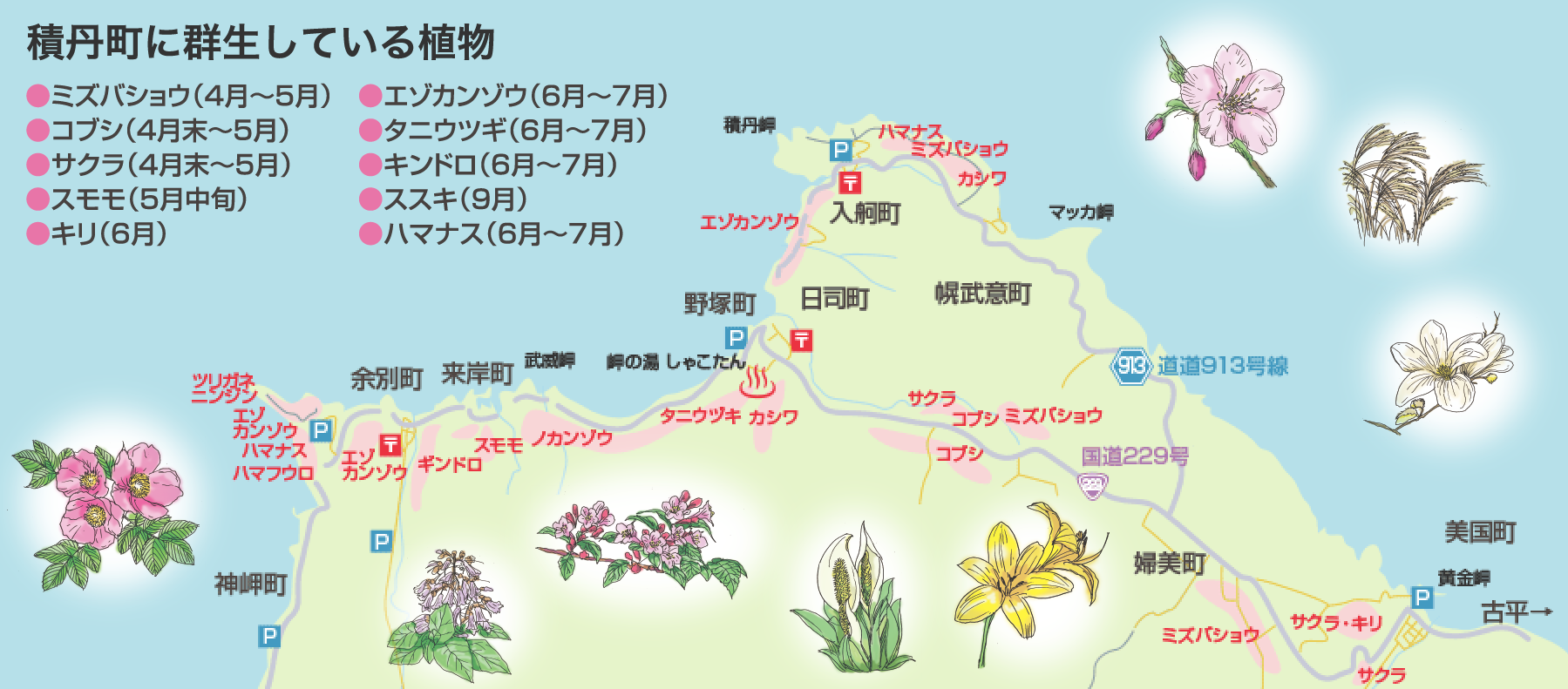 積丹の草花マップ