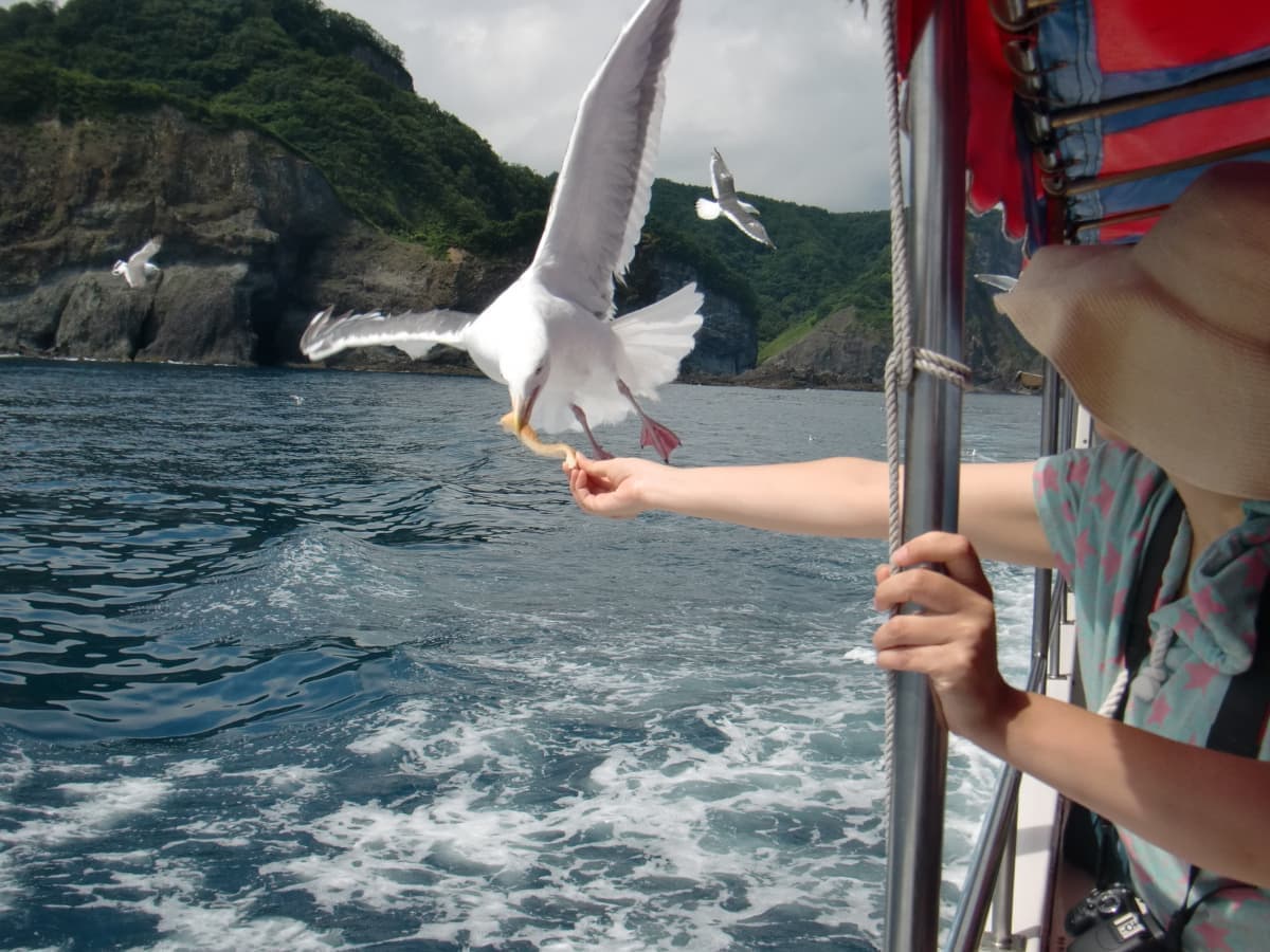 カモメの餌やり
