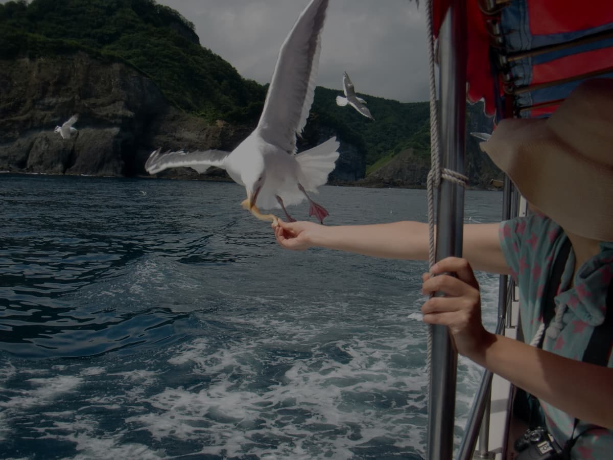 カモメの餌やり