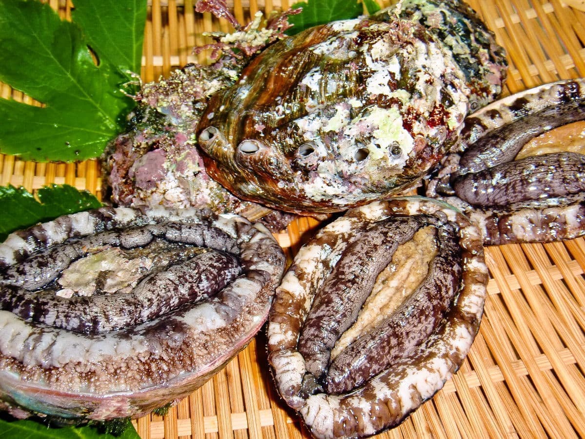 積丹産の天然エゾあわび