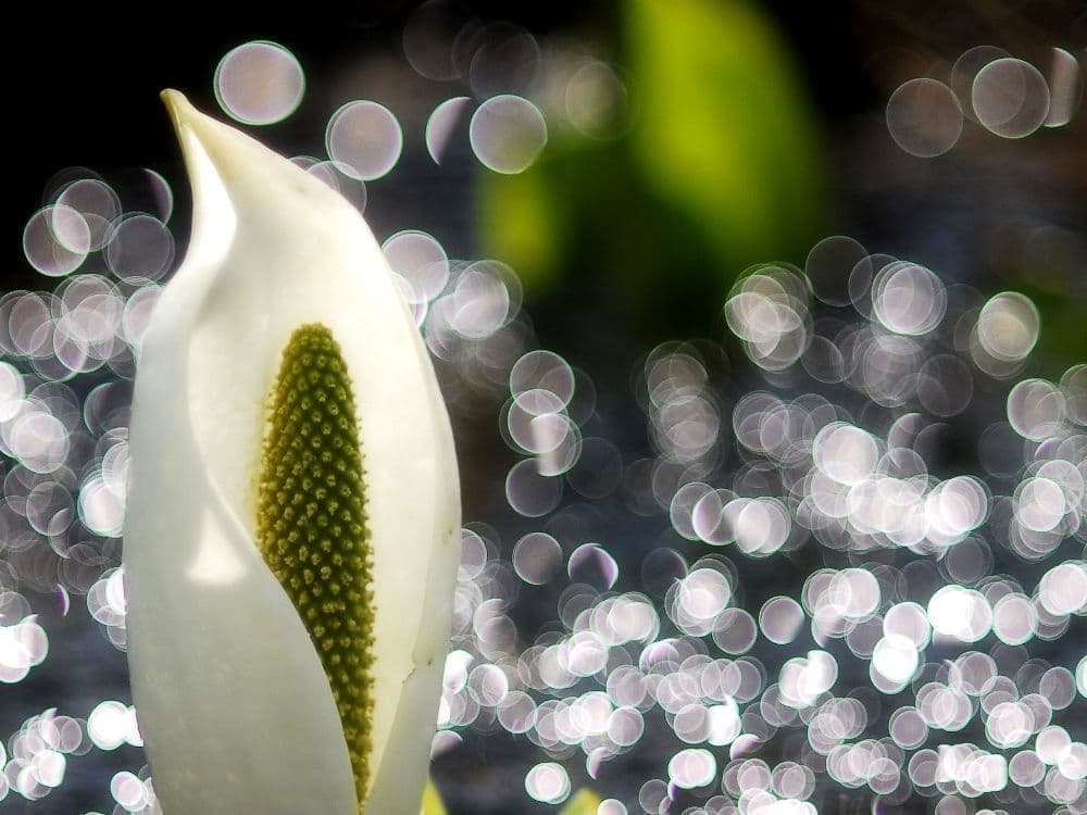 水芭蕉