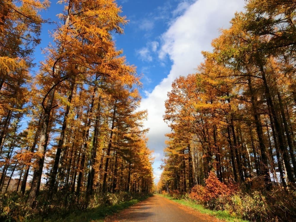 秋の紅葉
