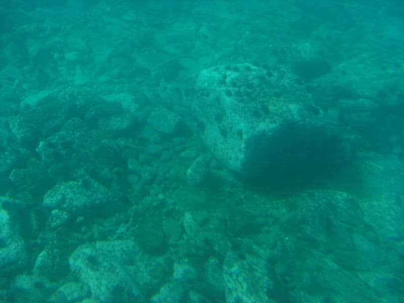 海底の岩にウニが