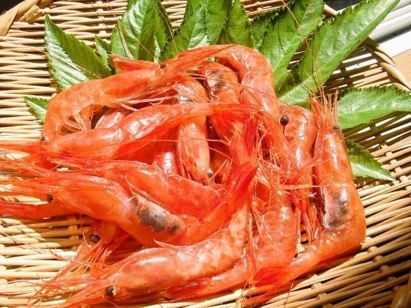 朝獲れ活甘えび